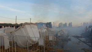 В Жлобинском районе в огне погибли телята