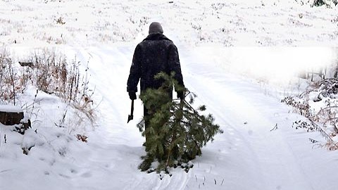 Госинспекторы поймали похитителя новогодних деревьев