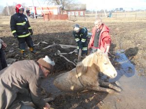 В Лельчицком районе сотрудники МЧС спасали лошадь