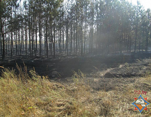 В Лоевском районе горел лес