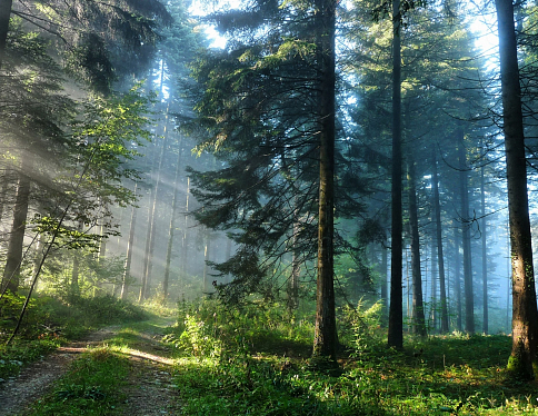Запрет на посещение лесов снят в четырех районах Гомельской области