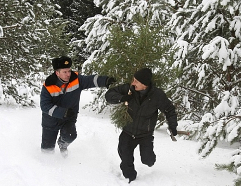Инспекция на чеку – начинается период заготовки новогодних деревьев