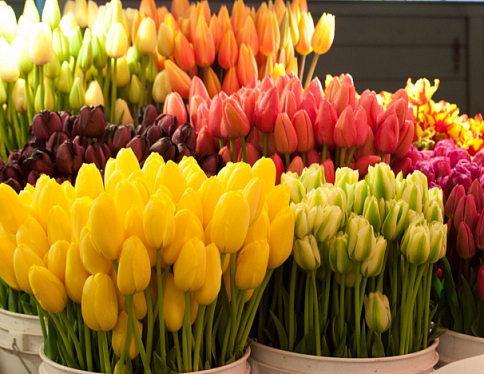 "Красная гвоздика" к 8 марта поставит в торговую сеть Гомеля более 12 тысяч цветов
