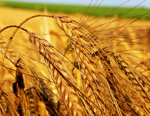 Ранние яровые зерновые и зернобобовые культуры посеяны в Беларуси более чем на 486 тысячах гектарах