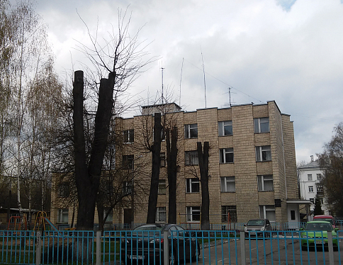 В Беларуси запустили онлайн-петицию против непрофессиональной обрезки деревьев