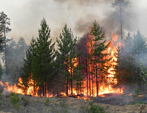 Несмотря на похолодание и незначительные осадки, в лесах нашего региона сохраняется напряженная пожароопасная ситуация