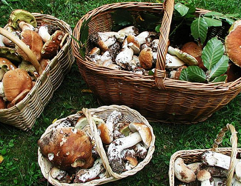 С начала года в Беларуси отравились грибами 50 человек