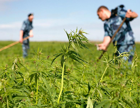 Правоохранители продолжают бороться с дикорастущими посевами наркотических растений