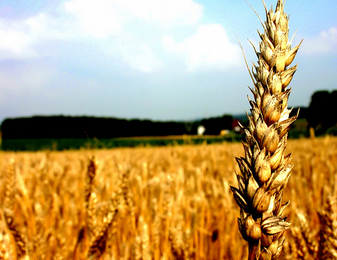 Валовой сбор зерна колосовых культур в Гомельской области в этом году составил 1 миллион 300 тысяч тонн