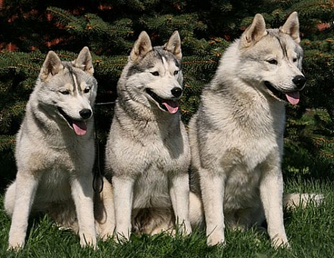 Выставка охотничьих собак состоится в Добруше