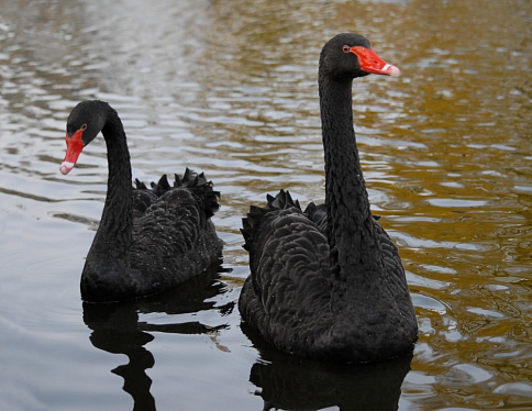В гомельском парке появятся чёрные лебеди