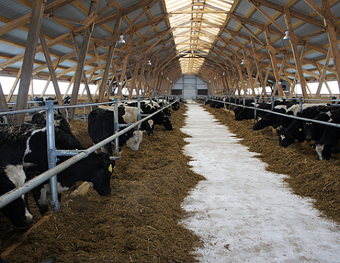 В Гомельской области в этом году будет построено 24 крупных объекта животноводства