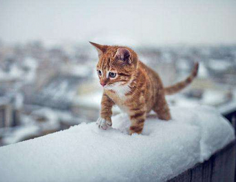 Зима близко. В среду в Гомеле ожидается первый снег.