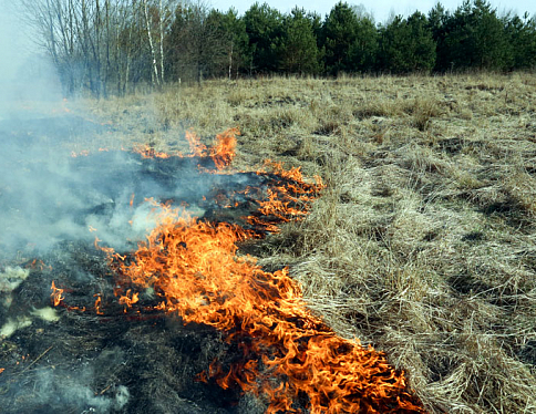 Ранние травяные пожары отмечаются в Гомельской области