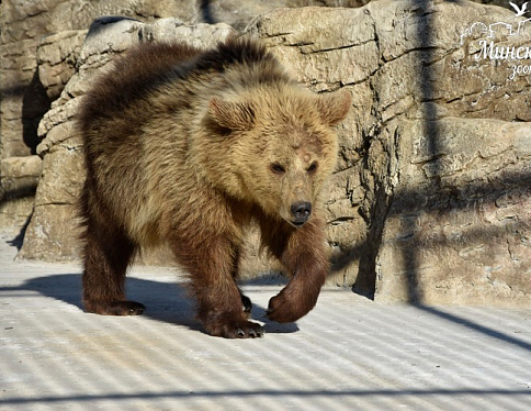 В Беларусь приехала бурая медведица по кличке Нюра