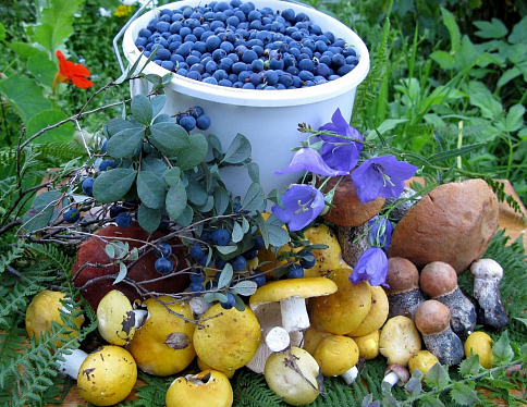 Учёные рассказали об урожае грибов и ягод в Беларуси