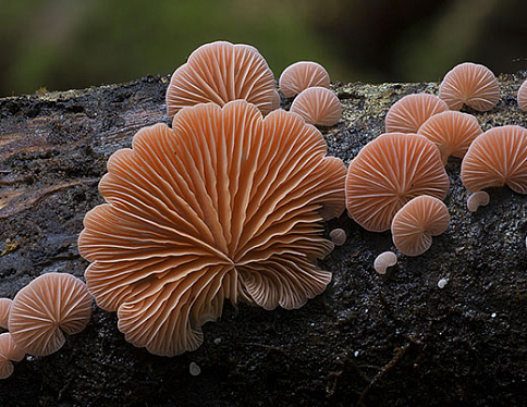 В Гомельской области обнаружен новый вид грибов