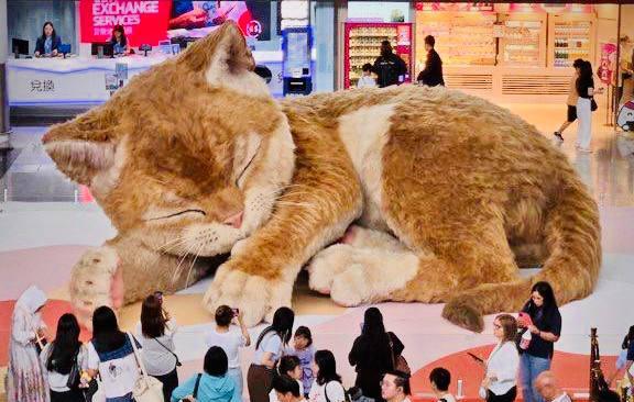  Гигантского кота «завели» в аэропорту 