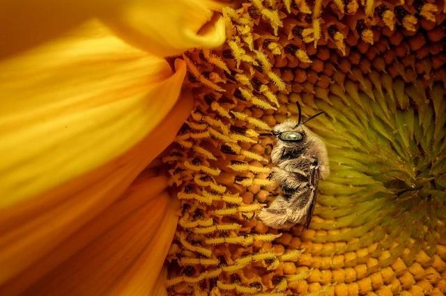 National Geographic представил лучшие фото