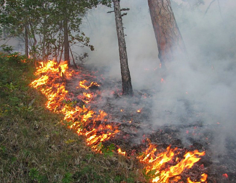 Ситуация с пожарами в экосистемах в Гомельской области остается напряженной