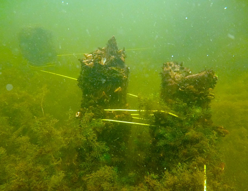 В озере Неспиш обнаружены остатки древнего моста 
