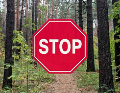 В Гомельском, Добрушском и Ветковском районах ввели запрет на посещении лесов.