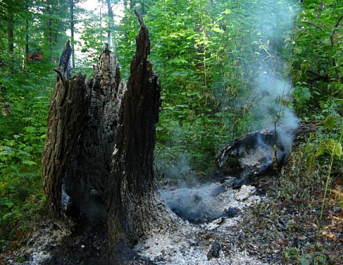 В этом году зафиксированы уже три случая, когда огонь от сельхозпалов перекидывался в лес