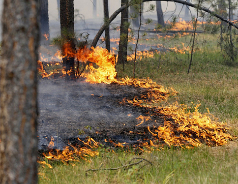Тушение лесного пожара в Лельчицком районе возле д. Дзержинск продолжается